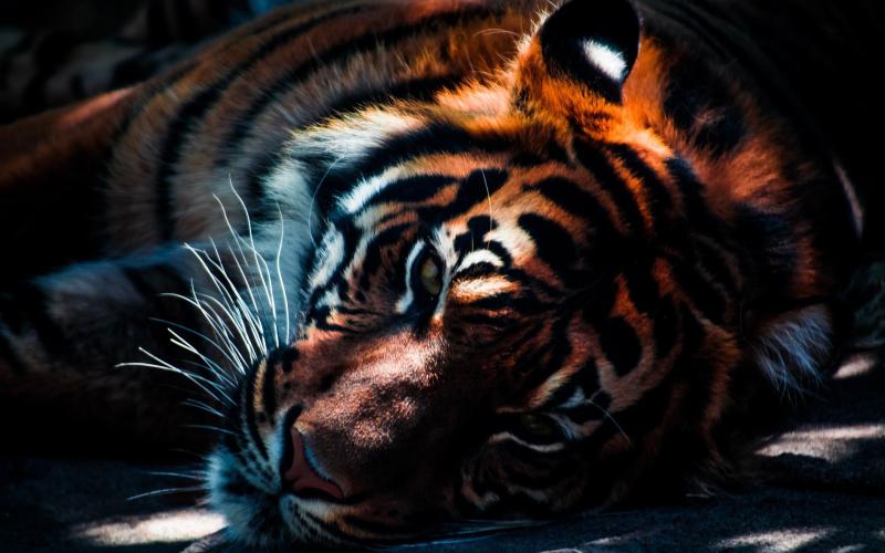 Amnéville : fin du spectacle "Tiger World"