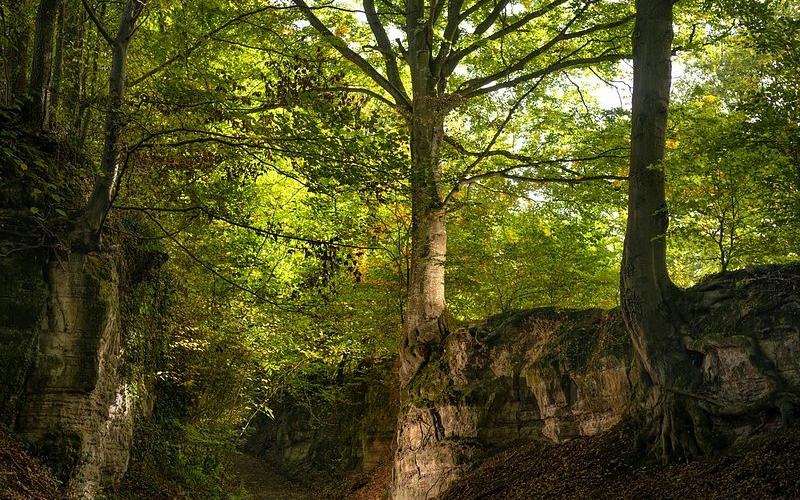 Arbre de l'année 2022 : un prix pour le "hêtre du Canyon" de Saint-Hubert