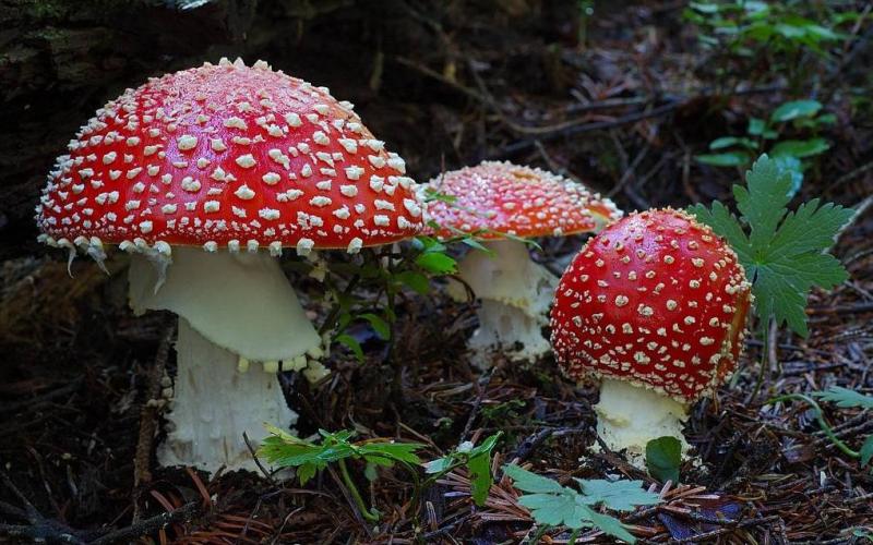 Champignons hallucinogènes au palais de la reine d'Angleterre