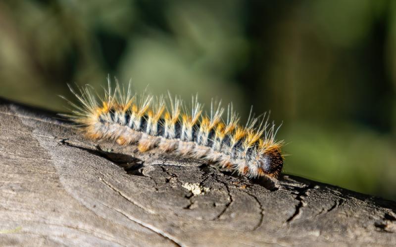 Chenilles processionnaires : traitement de l'invasion, en cours