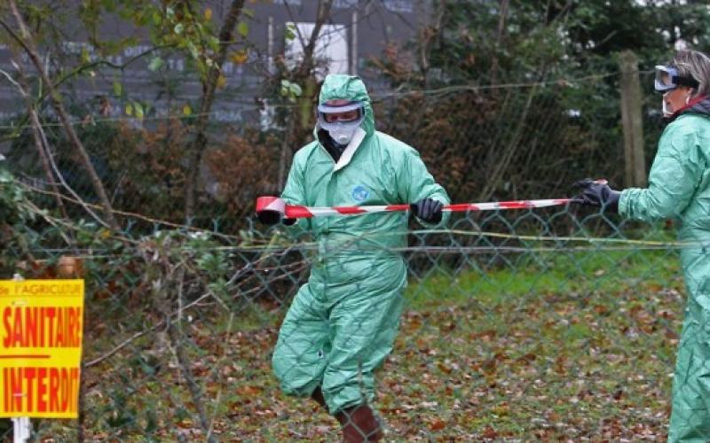 Dordogne : deux nouveaux cas de grippe aviaire détectés