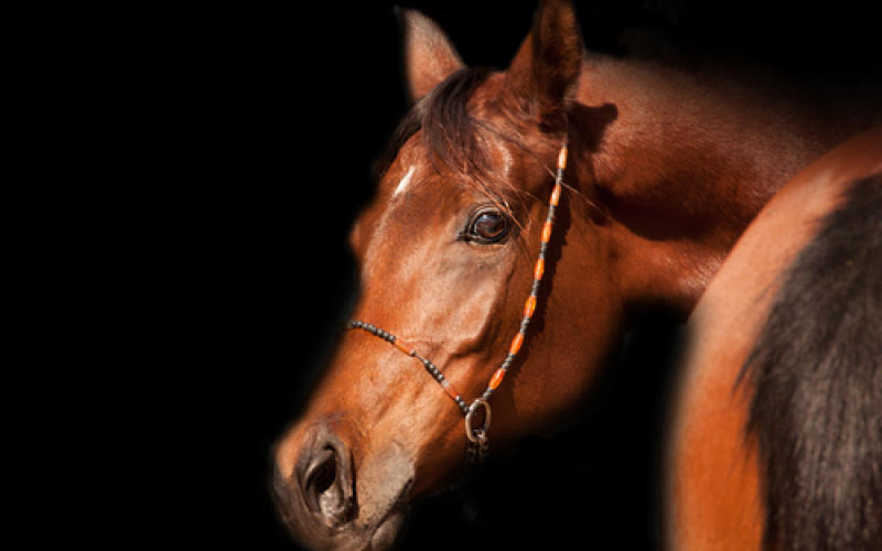 Fameck : son cheval percuté, elle appelle à sécuriser la RD10