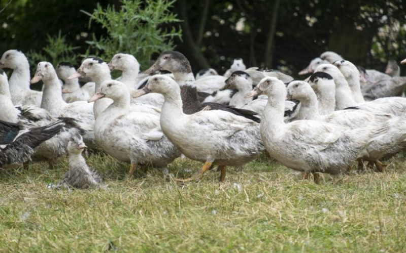 Grippe aviaire : la France relève le niveau de risque à "élevé" sur tout le territoire