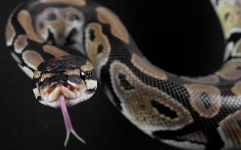 Hayange : un python retrouvé dans une glacière abandonnée