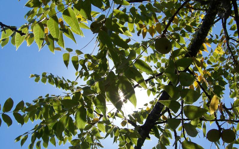 Jard'In Metz : les arbres offerts aux messins !