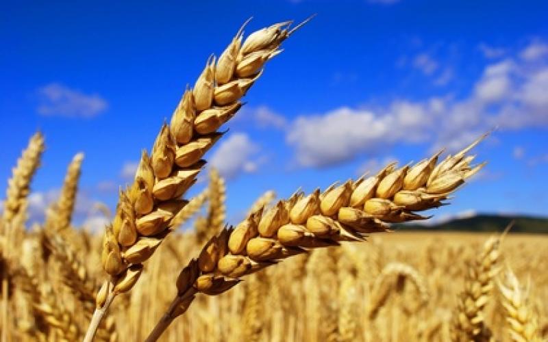 Kanfen : tour de force des jeunes agriculteurs de la Moselle