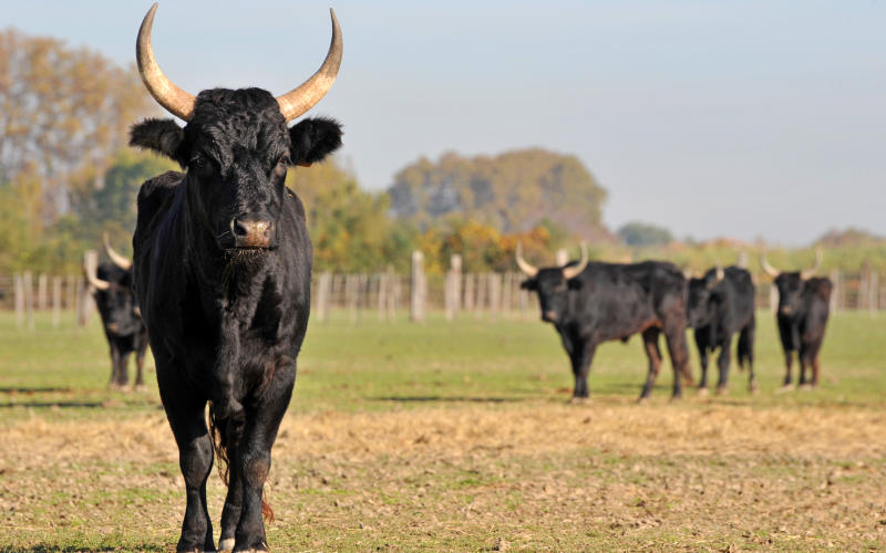 L'amour, vache