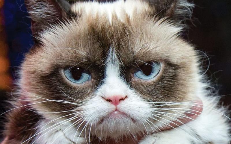 Le chat qui valait 82 millions
