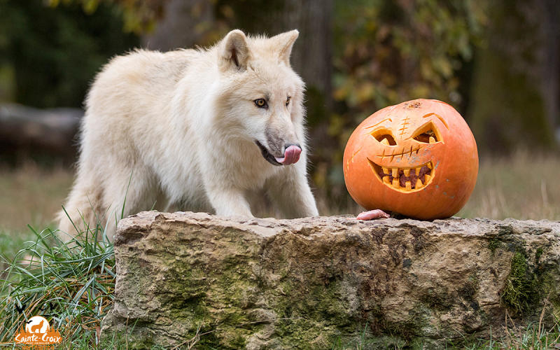 Le Parc de Sainte-Croix fête les origines d'Halloween