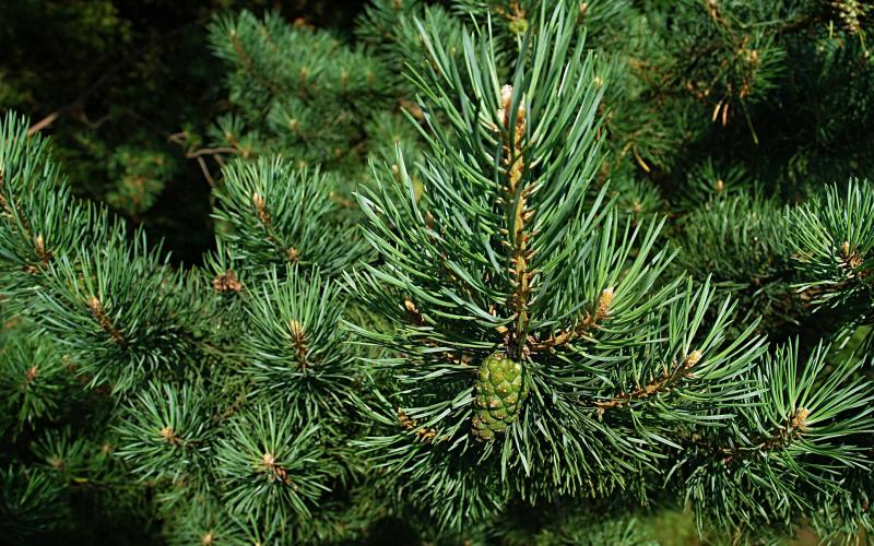 Le sapin de Noël de Strasbourg est Lorrain !