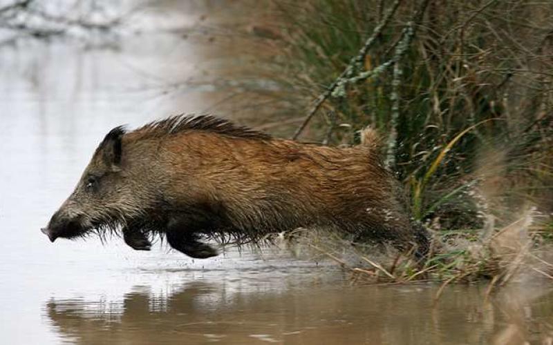 Les autorités prudentes en Grande-Région face à la peste porcine