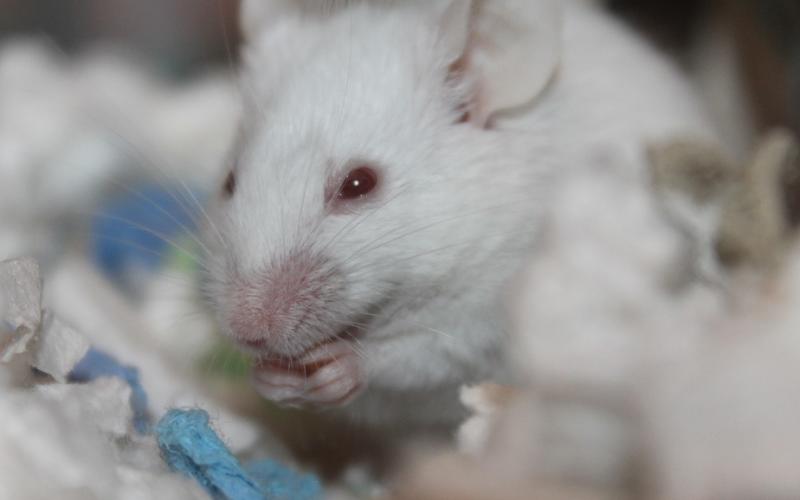 Les Eurodéputés favorable à l'interdiction mondiale des tests de cosmétiques sur les animaux