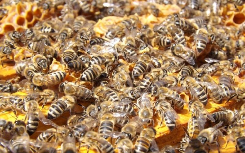 Les pesticides : couac au gouvernement