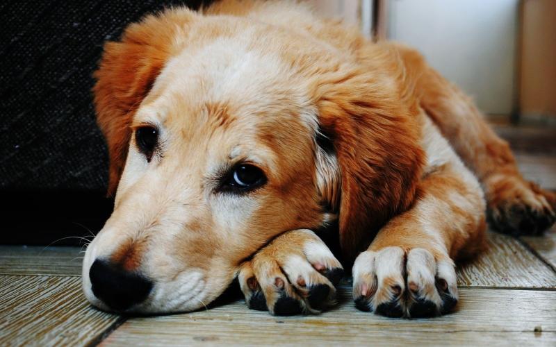 Les policiers de Longwy, sauvent 3 chiens maltraités