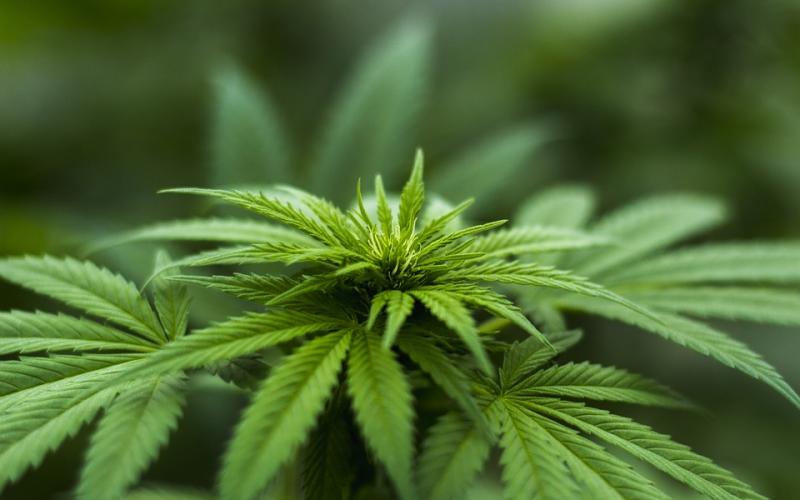 Metz : ouverture d'un comptoir de cannabis légal