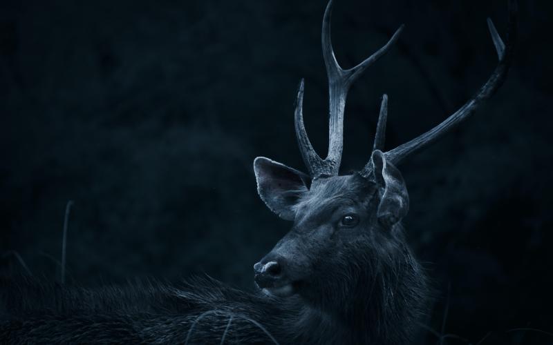 Meuse : un chasseur tué par un cerf