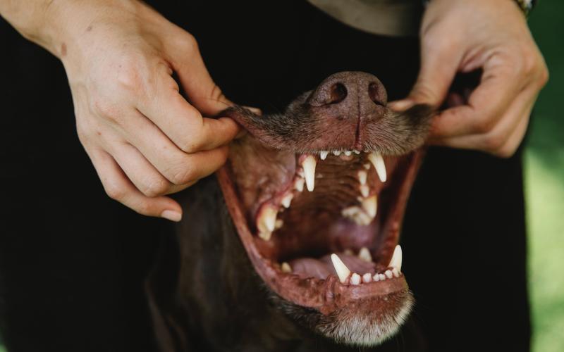 Moselle-Est : une fillette attaquée en pleine rue par un chien