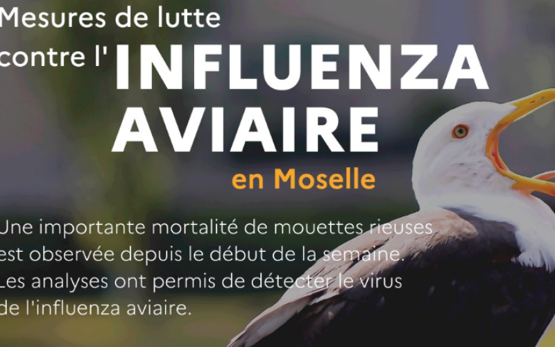 Moselle : poursuite des mesures de lutte contre l’influenza aviaire 