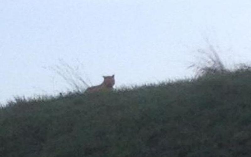 Où est le tigre ?