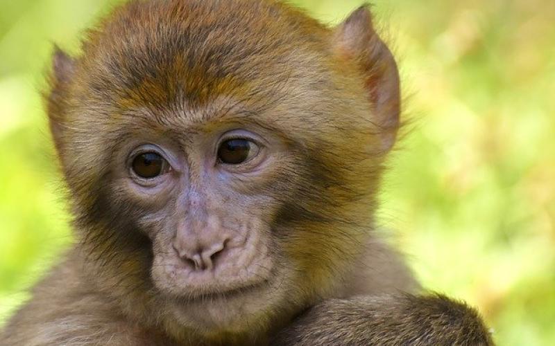 Partez à la découverte de la Montagne des Singes à Kintzheim