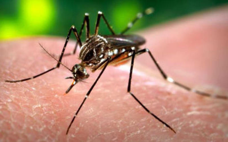 Premier cas de transmission du virus Zika au États-Unis