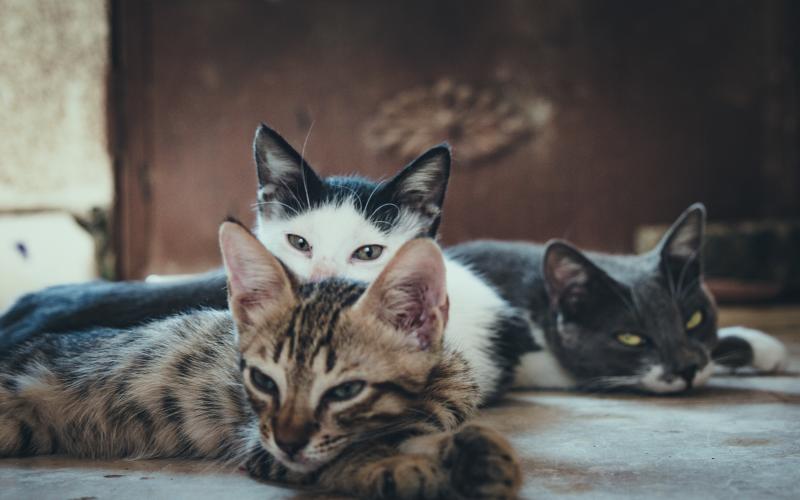 Qui tire et tue des chats à Audun-Le-Tiche ?