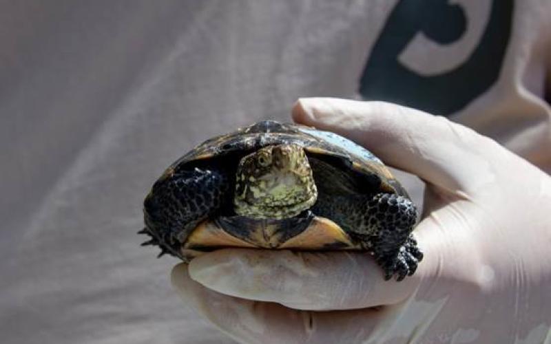 Sainte-Croix : 36 tortues cistudes débarquent au Parc