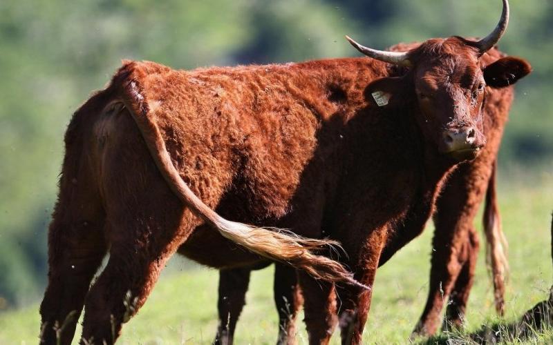 Suspicion de cas de vache folle dans les Ardennes