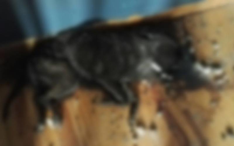 Un chien laissé seul dans un appartement est mort de faim