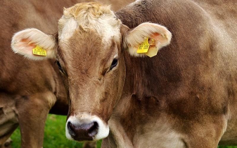 Un grand concours national pour valoriser les agriculteurs et les artisans