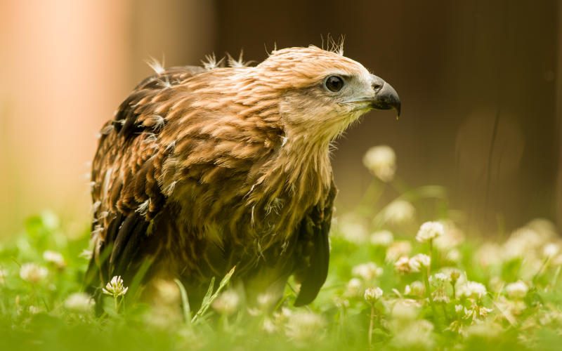 Zoo d'Amnéville : plusieurs nouvelles naissances