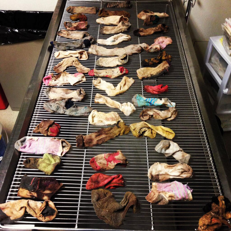 43 chaussettes dans l'estomac d'un chien