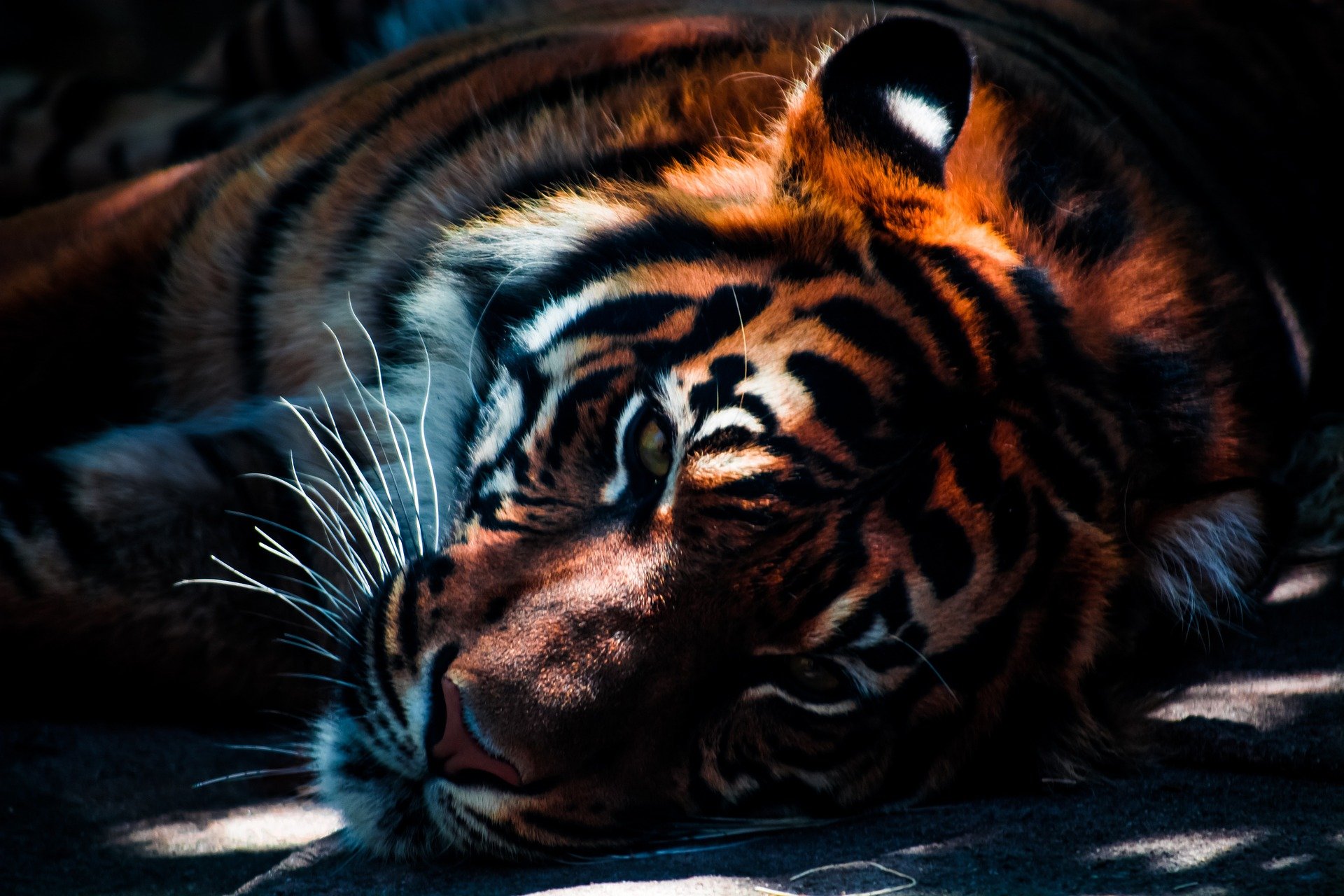 Amnéville : fin du spectacle "Tiger World"