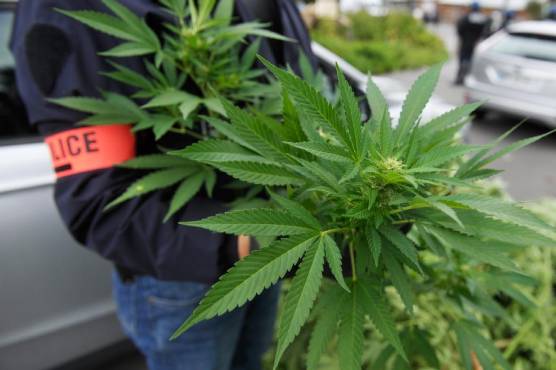 Amnéville : la police met la main sur plus de 50kg de cannabis