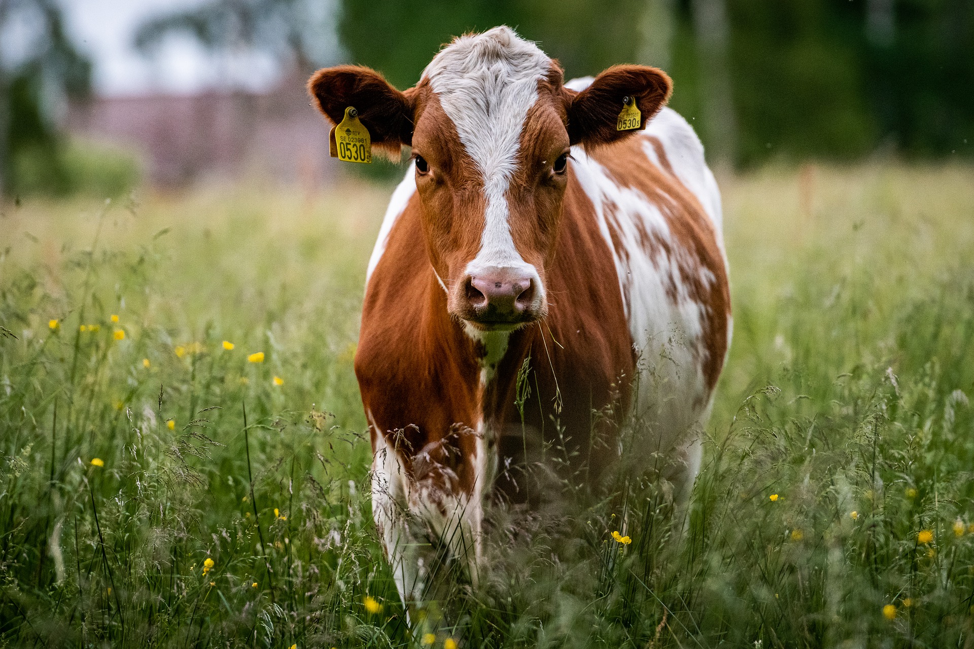 Azoudange : plus de 30 secouristes pour sortir une vache tombée dans une fosse