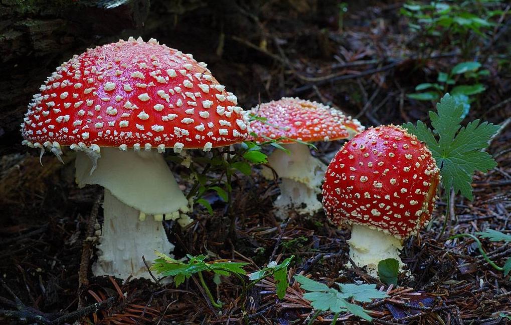 Champignons hallucinogènes au palais de la reine d'Angleterre