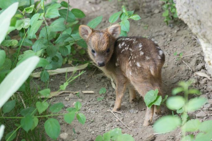 Connaissez vous le pudu ?