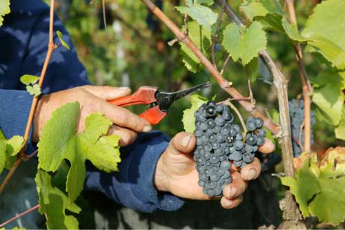Coup d'envoi des vendanges en Région Lorraine