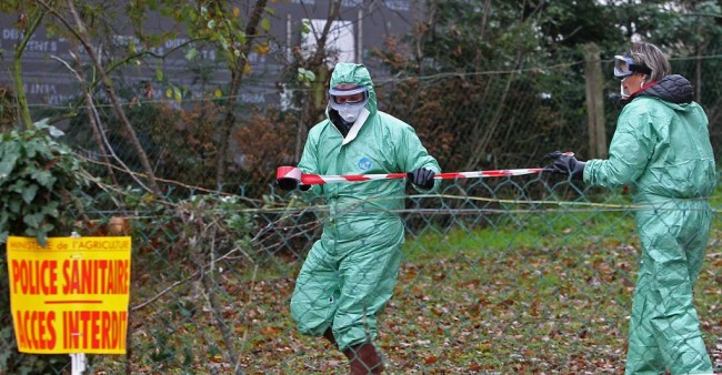Dordogne : deux nouveaux cas de grippe aviaire détectés