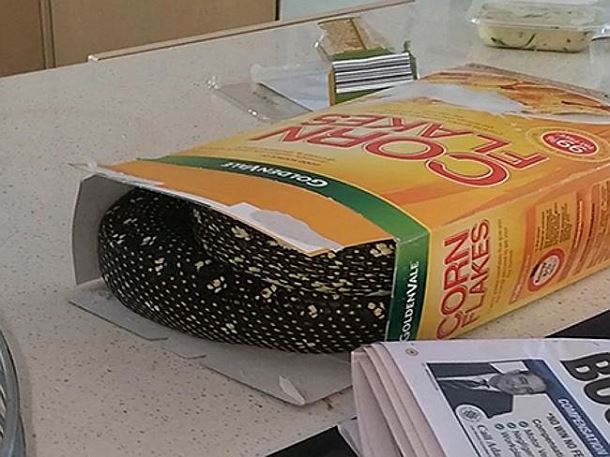 Drôle de surprise dans un paquet de céréales