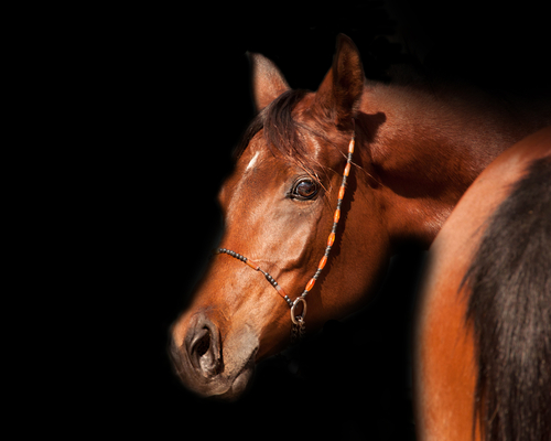 Fameck : son cheval percuté, elle appelle à sécuriser la RD10