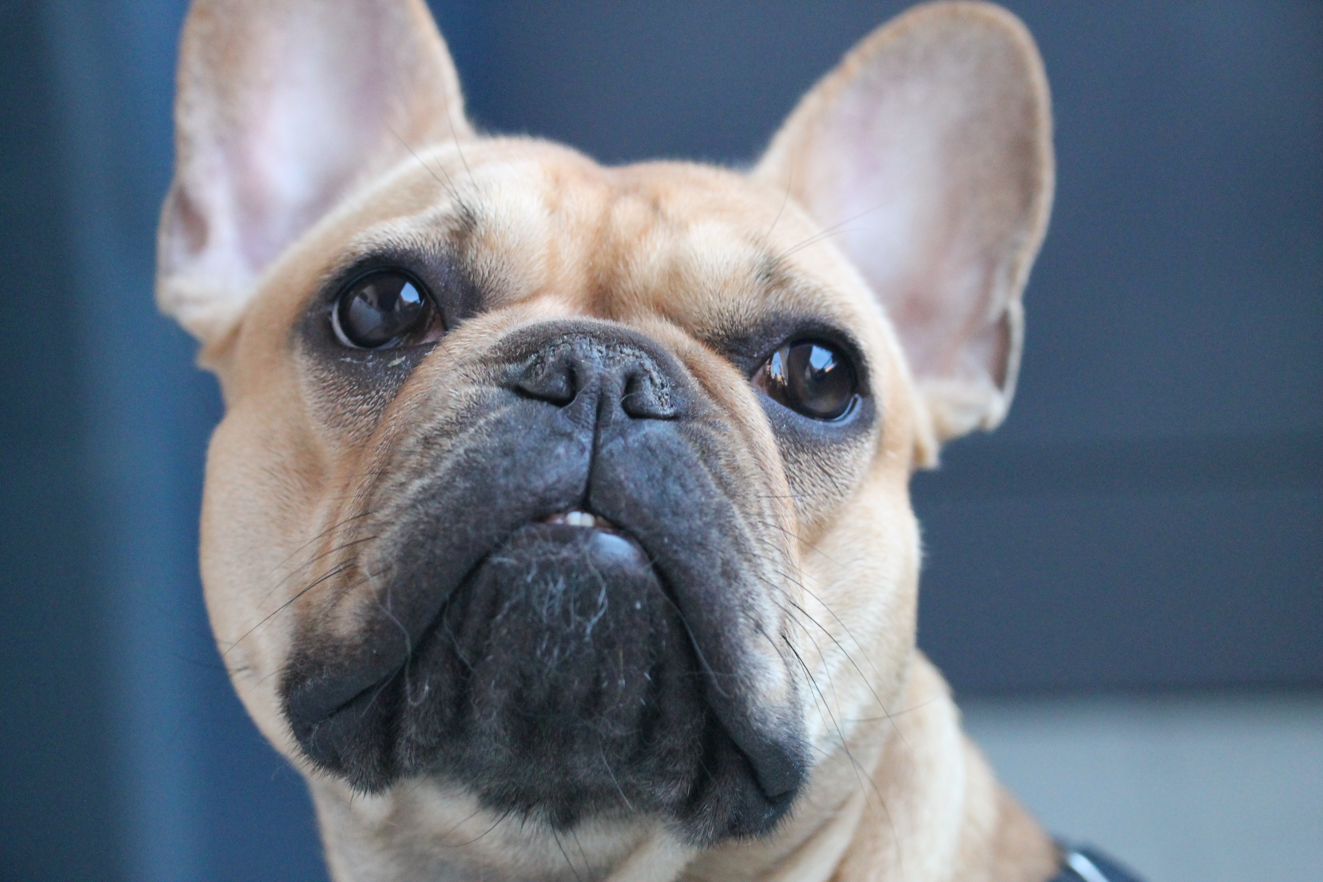 Grand Est : le chien défenestré a dû être euthanasié