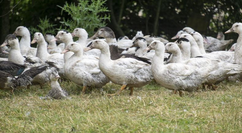 Grippe aviaire : la France relève le niveau de risque à "élevé" sur tout le territoire