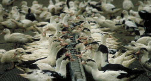 H5N1 : 4 nouveaux foyers en Dordogne et en Haute-Vienne