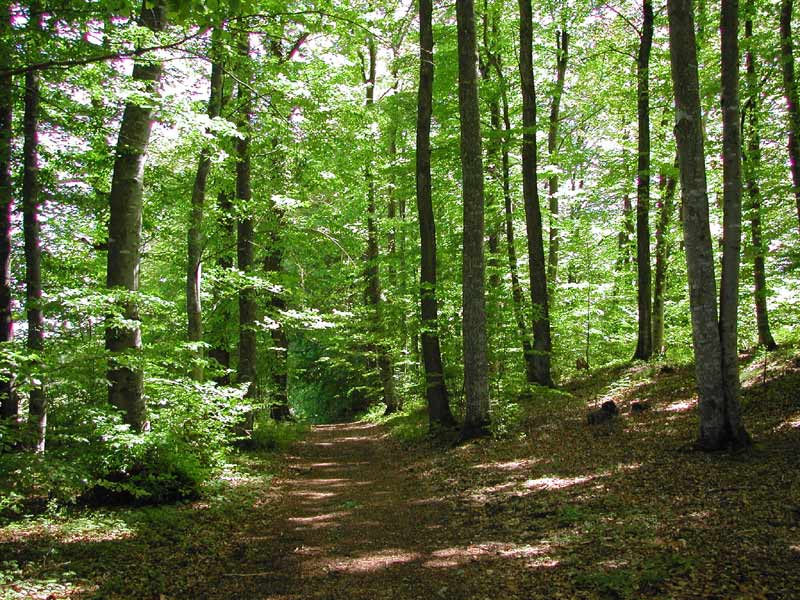 Haucourt-Moulaine : meurtre dans les bois