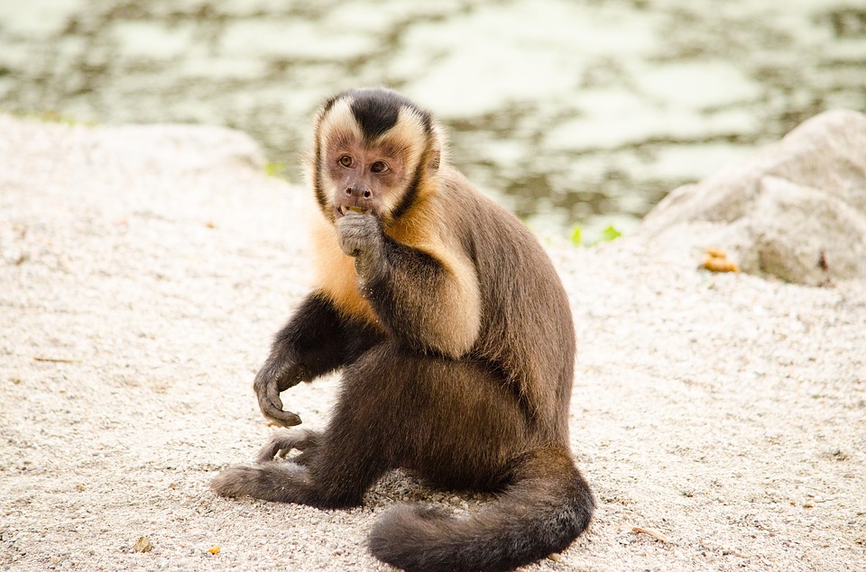 Hayange : le singe capucin a été capturé par les pompiers