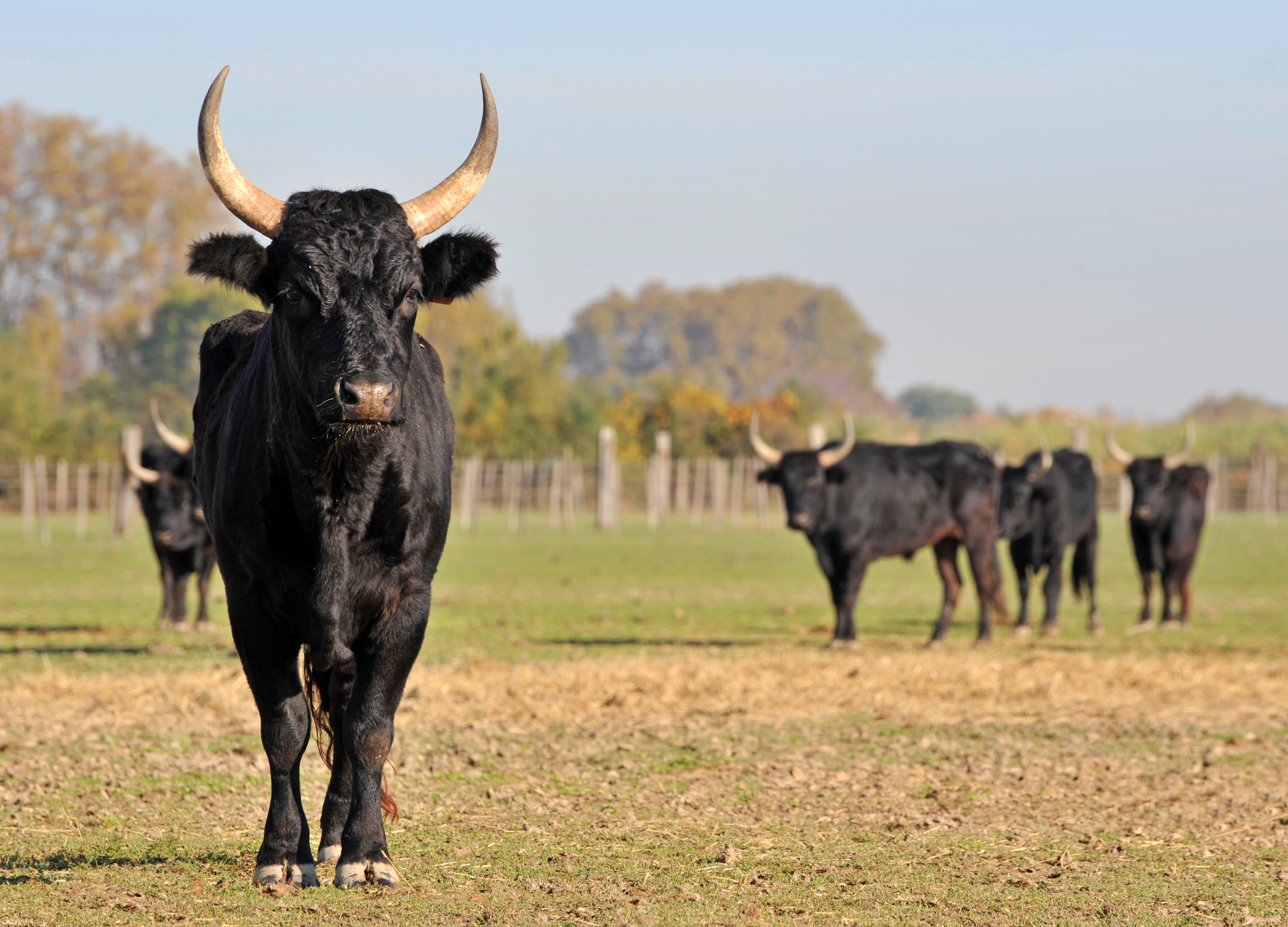 L'amour, vache