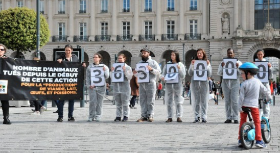L214 à Nancy : un compteur humain pour dénoncer le nombre d'animaux tués