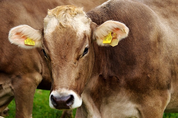 Lait équitable : Les agriculteurs présentent leur marque de lait FAIRE FRANCE à Thionville