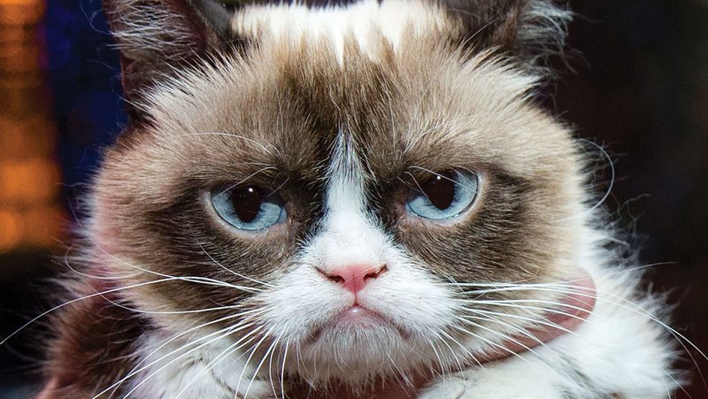 Le chat qui valait 82 millions
